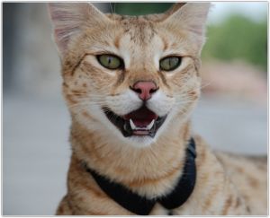 ����� ������� � ���� �������� �����